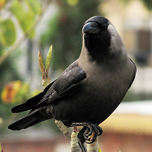 House Crow